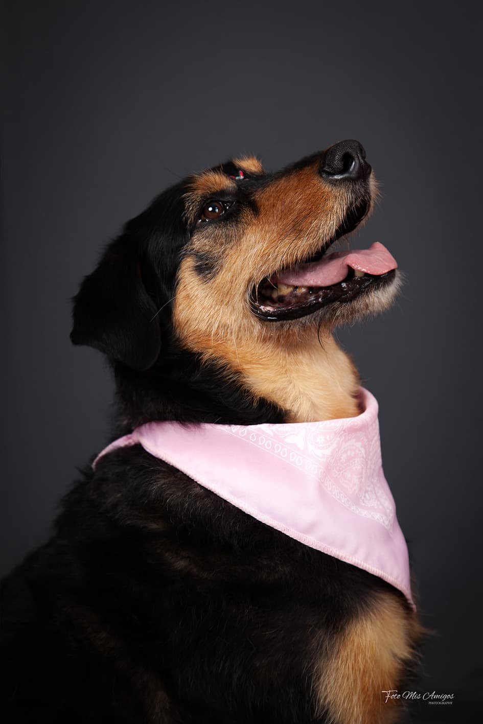 foto estudio mascotas