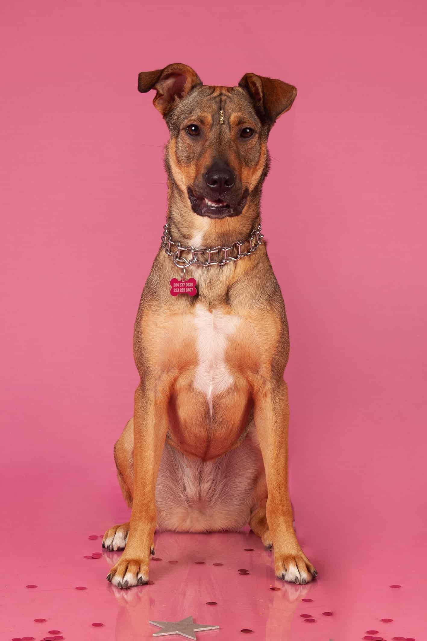 foto estudio mascotas