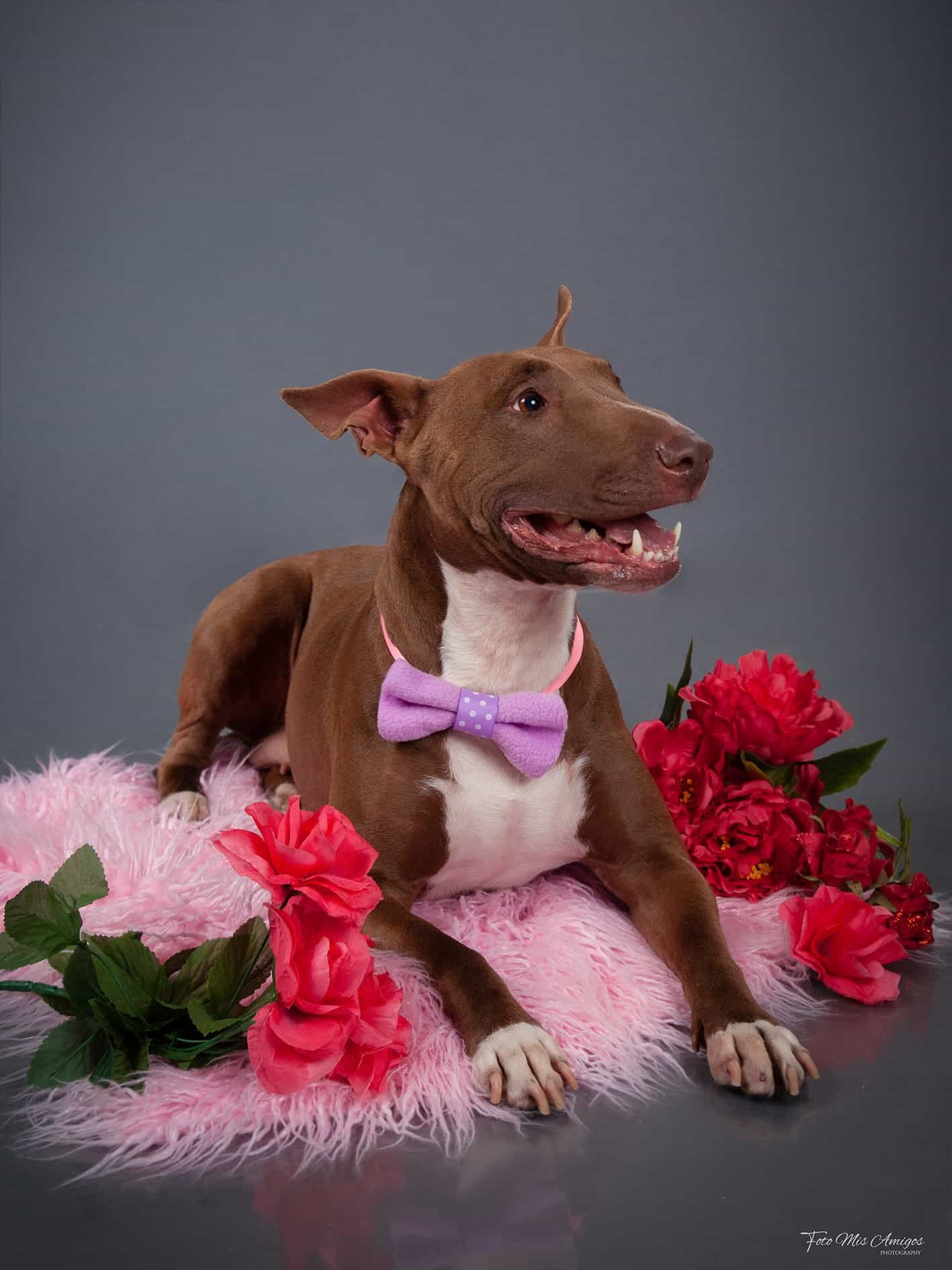 foto estudio mascotas