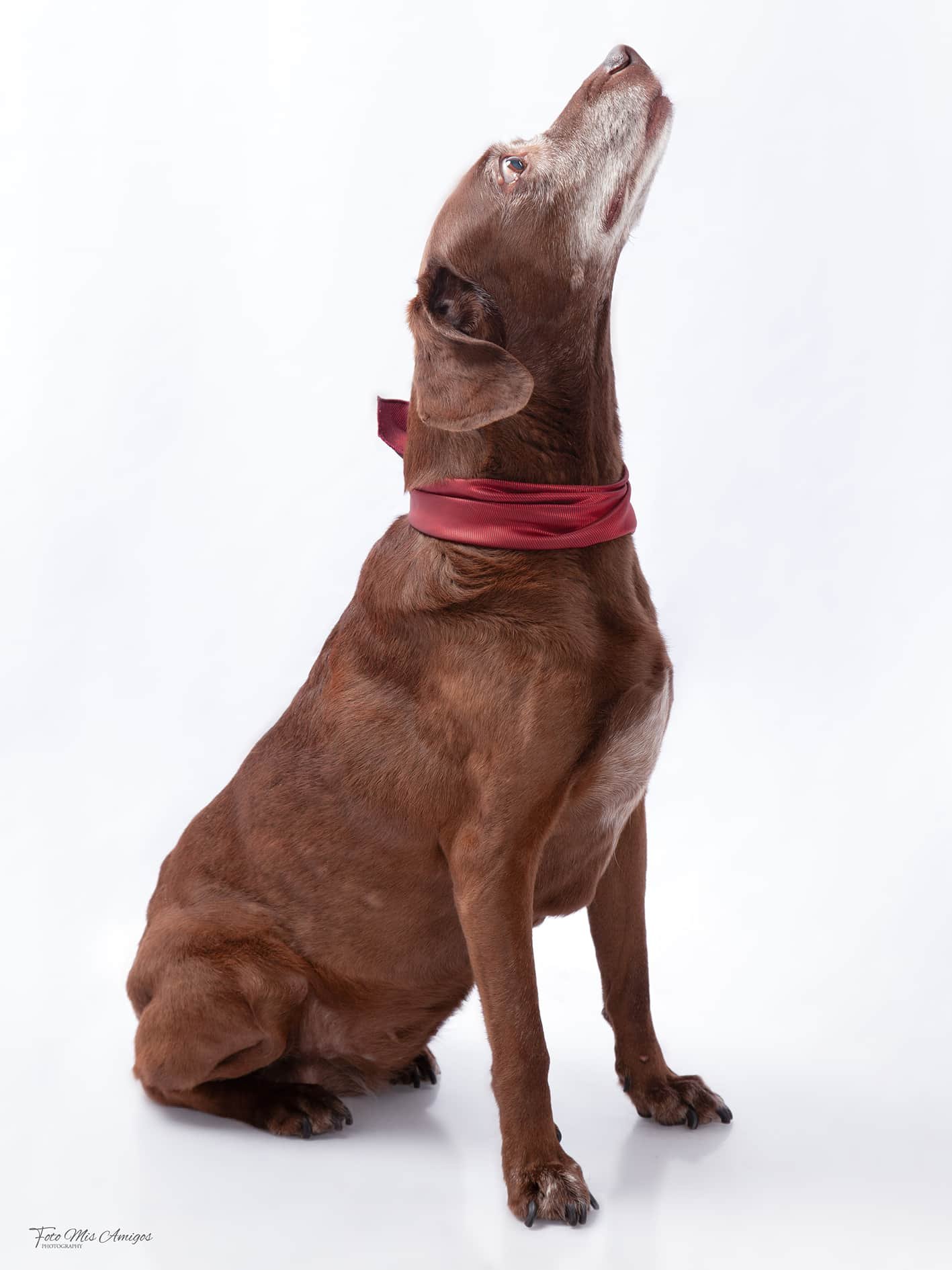 foto estudio mascotas